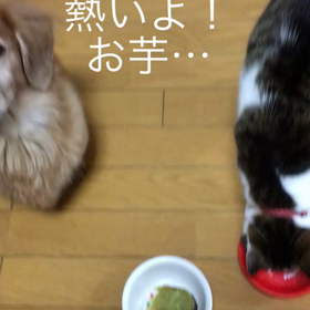 オリジナルダンス(東方神起)、デールちゃんのおしっこ対策一から出直しか？チンアナゴ、どうした娘。の画像