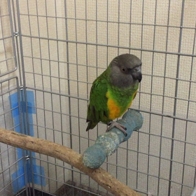 ハネナガインコの画像