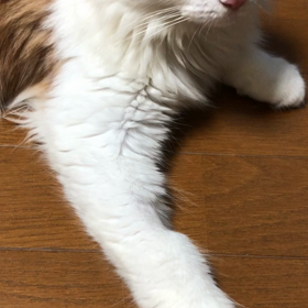 マロは…かまってちゃん。の画像