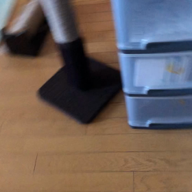 マリーキョンシー帰って来ました。やっぱり高かったにゃんこの避妊手術。の画像