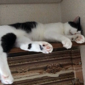 里親様募集中のとうふちゃん(風神ちゃんのママ)の画像