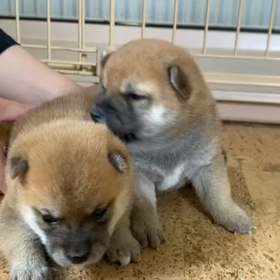 まめしばの赤ちゃんの画像