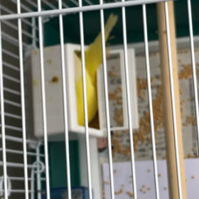 レイちゃんのマイブームの画像