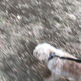 ♪お散歩動画♪代々木公園♪③の画像