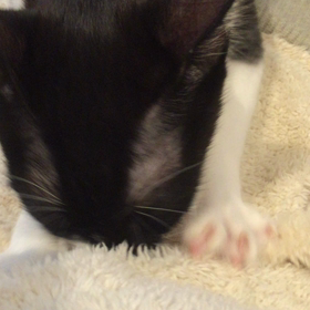 必見‼︎癒やし動画。の画像