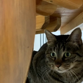 うちの子、めいの画像