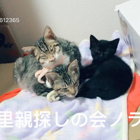 もらわれたノラちゃん達の画像