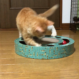 遊べ遊べ〜！！！の画像