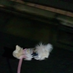 夜のお散歩の画像