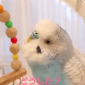 【おしゃべりインコ】日常会話の画像