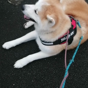 今朝は更に涼しくなりましたが、未来丸にとってはまだまだ暑い朝なんだろう⁉️イヤイヤ頑張りました。の画像