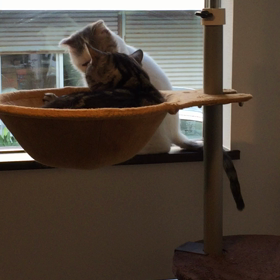 スコ丸26日目の画像