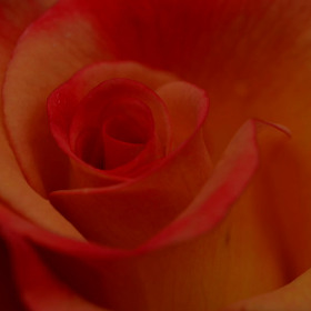 Le parfum d'une roseの画像