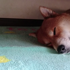 ぷふぷふの画像