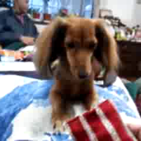 初動画～☆の画像