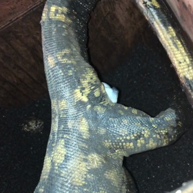 カミンギー7thクラッチ。の画像