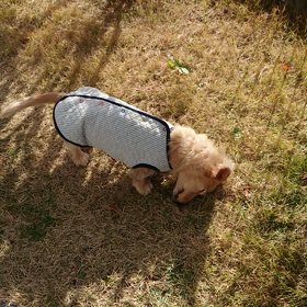 ブルドーザー!犬(ー。ー#)の画像