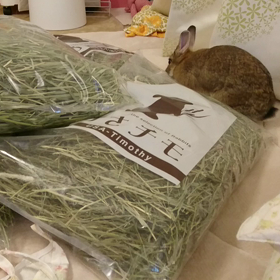 クッションの画像