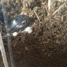 カブト虫の産卵の画像