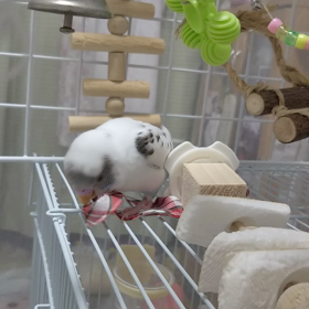 遊びタイムの画像