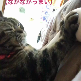 動画３本の画像