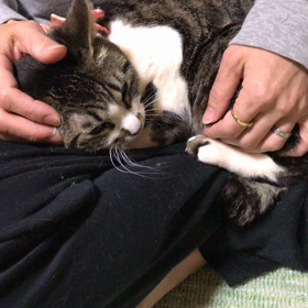 里親募集中の雪ちゃんの画像