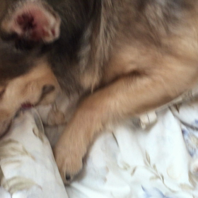 まったり〜なの画像