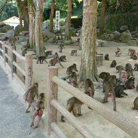 猿股ワ～イルドラ～イフ∟(￣(工)￣)ノ！の画像