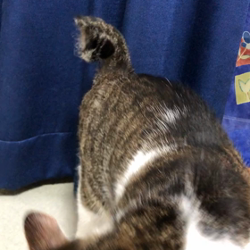 来年の話は鬼が笑う☺️？甘えん坊デール。の画像