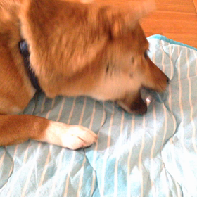 2015年7月30日の画像