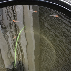 ミジンコの画像