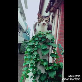 【動画】のらさんの言いたかったこと。の画像