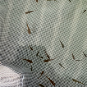 掬ってみました〜琥珀〜の画像