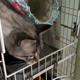 またこさんの動画の画像