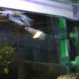 混泳③ 上目遣いの女の画像