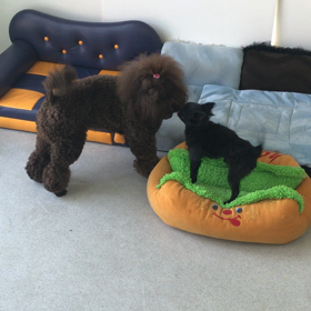 ♪プレイルーム動画♪の画像