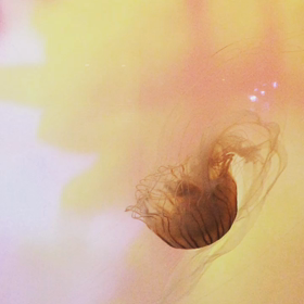 すみだ水族館の画像