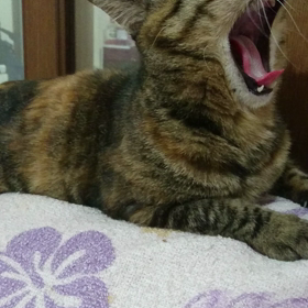 ご飯の合図の画像