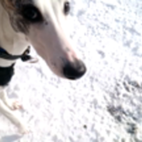 ディスクトレーニング風景の画像