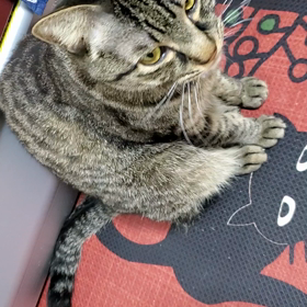 今日の猫の画像