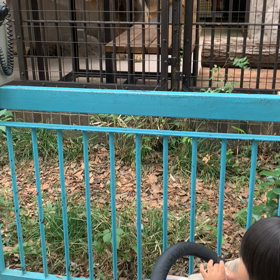 ライオン！百獣の王！！の画像