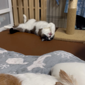 全力毛繕いの画像