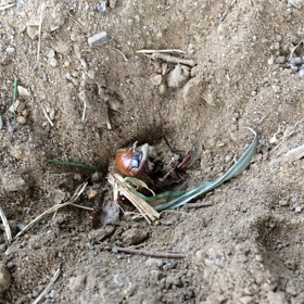 セミはやりたいことやっている。の画像