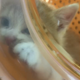 りんごはきかないこなんだよの画像