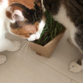 ダニアレルギー対策の画像