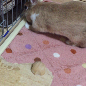 ここブームの画像