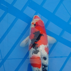 いろいろあるねぇの画像