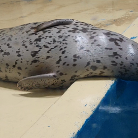 心配になる寝相の画像