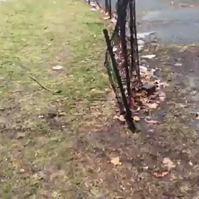 ニューヨークの捨て犬の画像