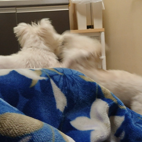 なかよしの画像